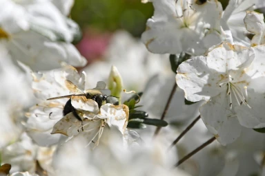 A bumble bee enjoying a spring flower in Clayton Georgia