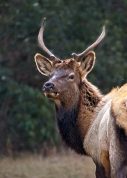 A bull elk we spotted while hiking through the Cataloochee valley