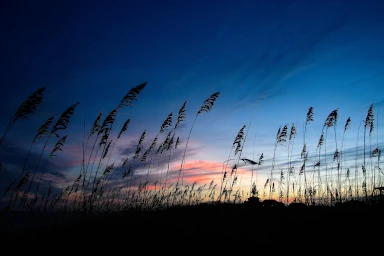 Sea Oats on Hatteras island at sunset