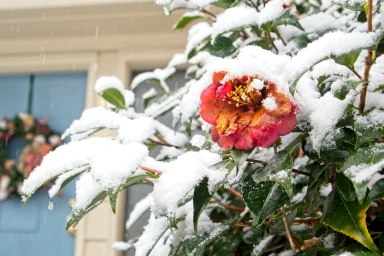 A spring snow covers a spring flower in Clayton Georgia