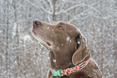 Our dog Sterling hanging out on a snowy day in Clayton Georgia